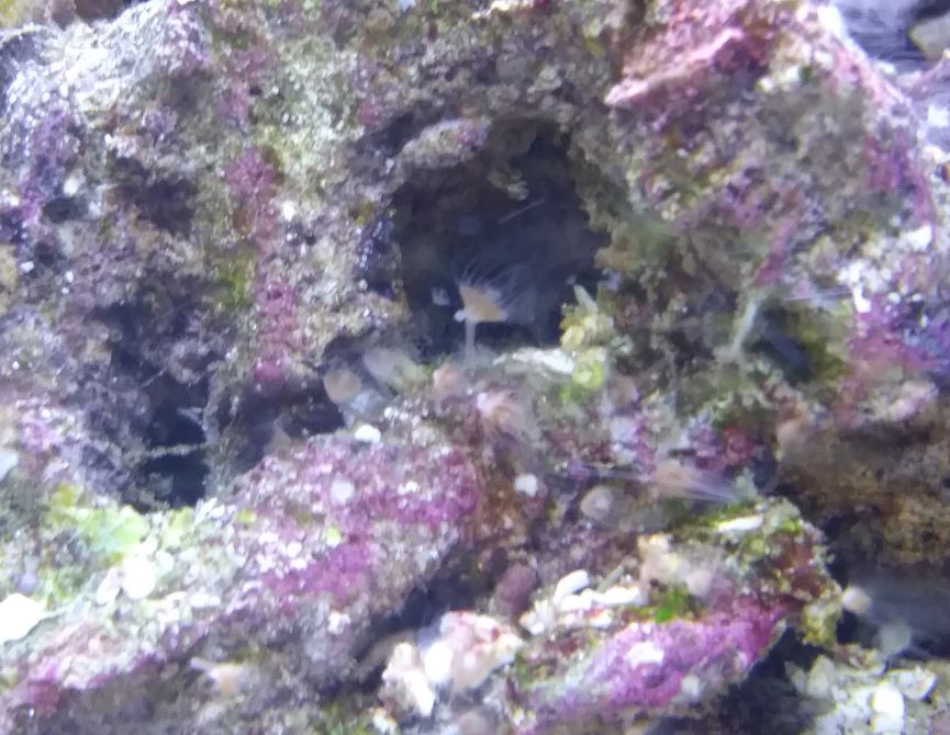 reef_pic_3.JPG