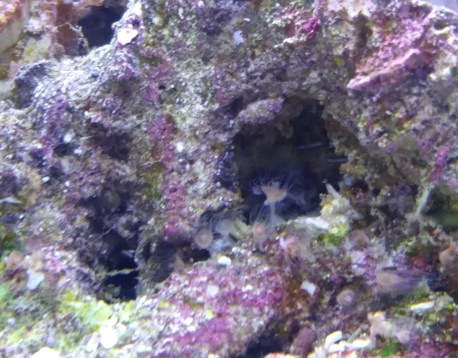 reef_pic_4.JPG