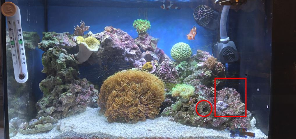 reef_pic_6.JPG