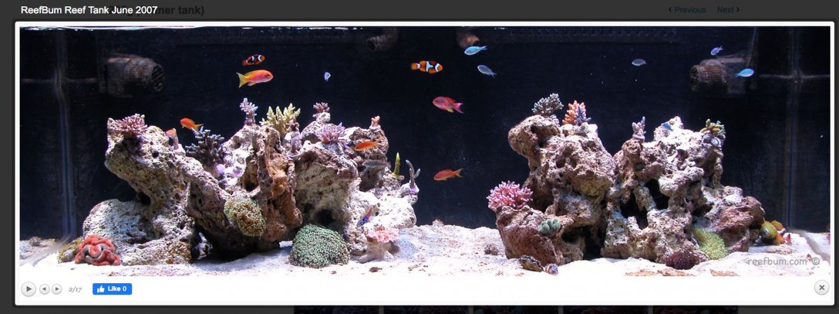 ReefBum.2007.6.jpeg