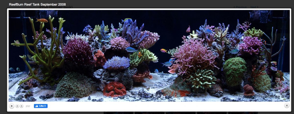 ReefBum.2009.9.jpeg