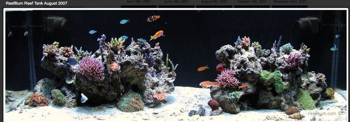 reefbum1.jpeg