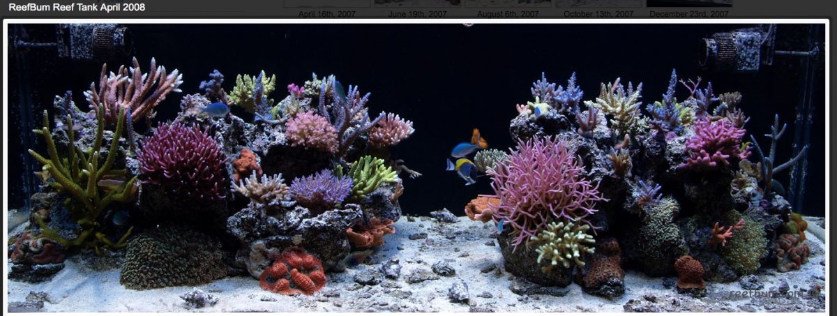 reefbum2.jpeg
