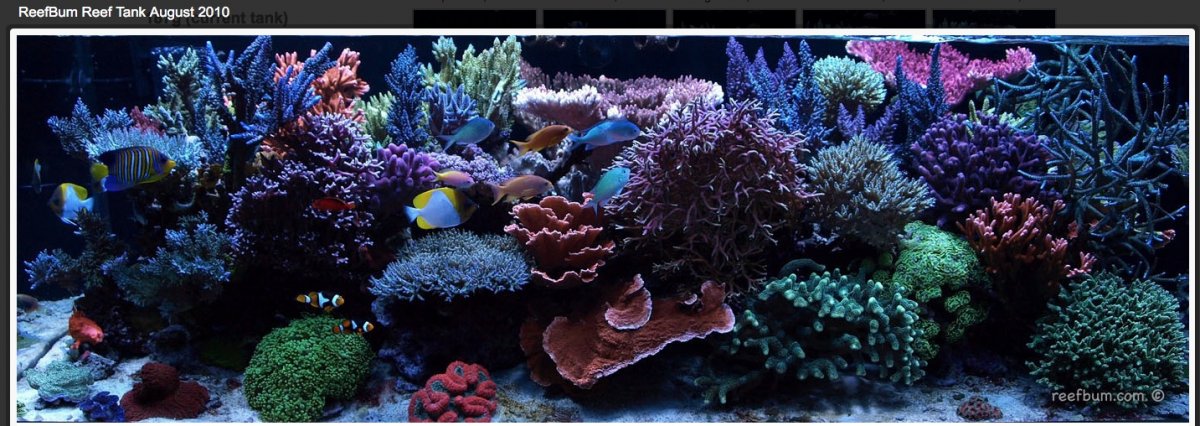 reefbum3.jpeg