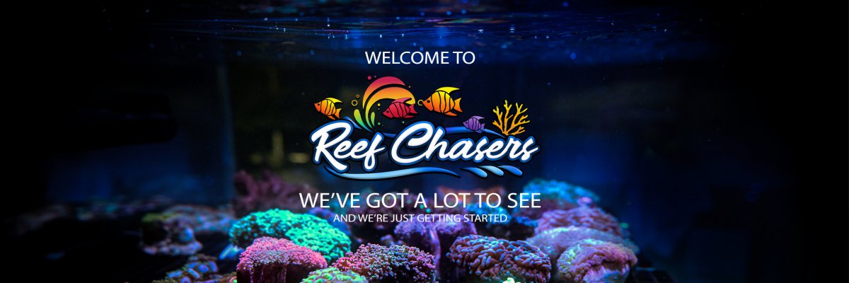 ReefChasersWebsiteSlide2.jpg
