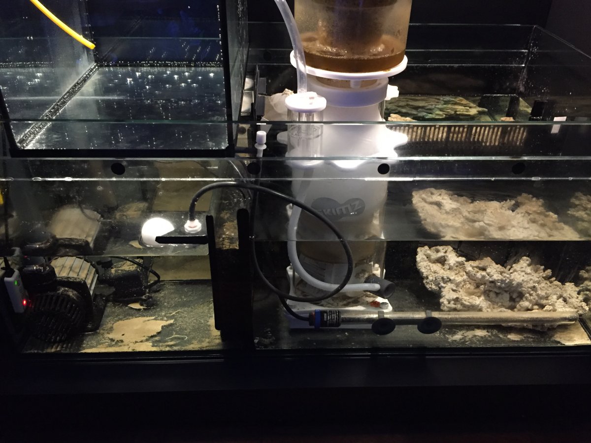 reefer sump.JPG