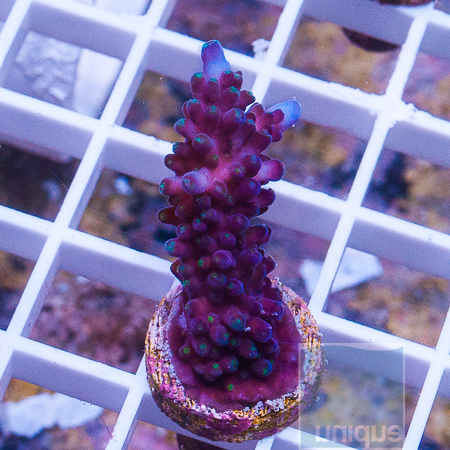 Reefgen purple stag 28 43.JPG