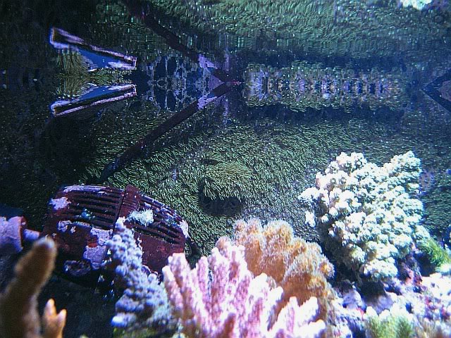 reefgrowing corals on the back.jpg
