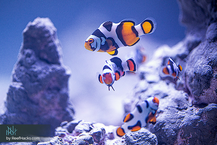 ReefHacks_Picasso_Clownfish_002.jpg