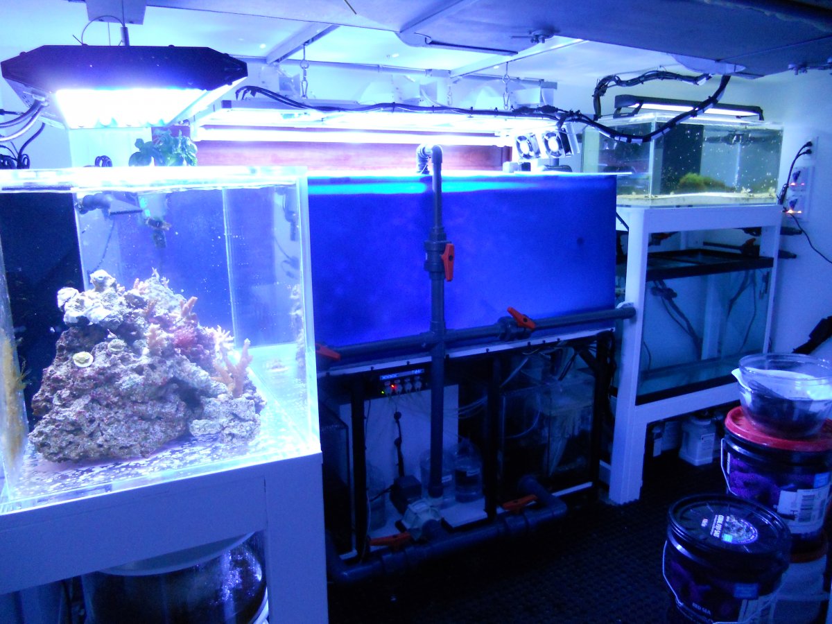 ReefJan2011 004.jpg