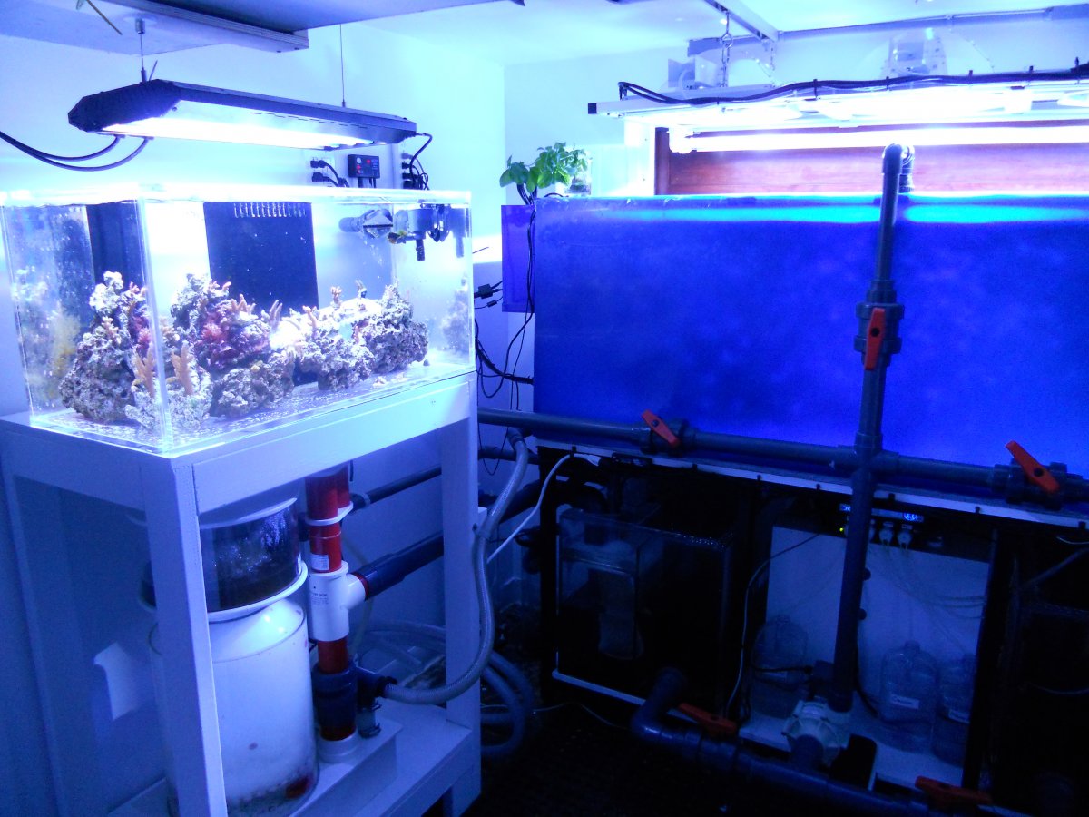 ReefJan2011 005.jpg