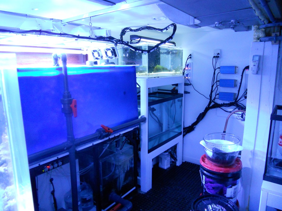 ReefJan2011 007.jpg