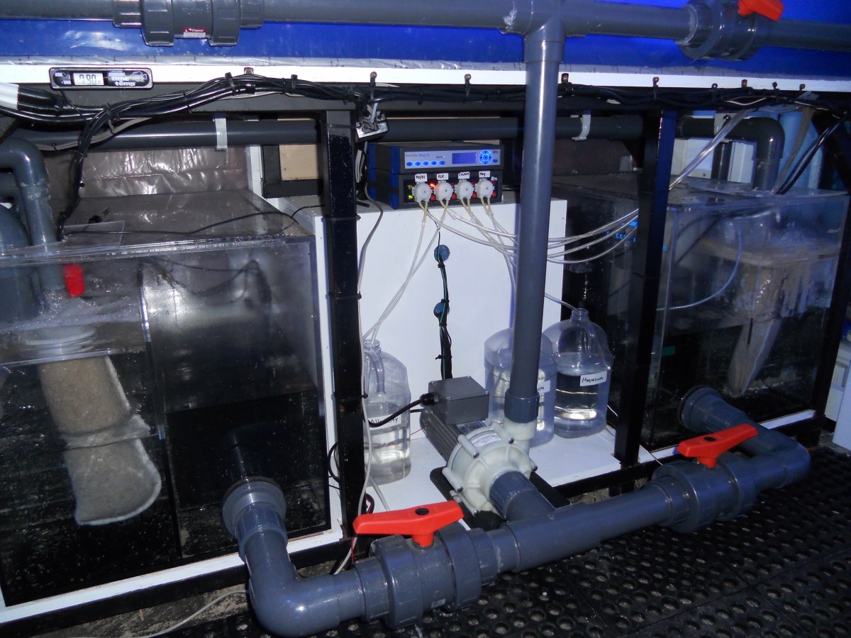 ReefJan2011 008.jpg