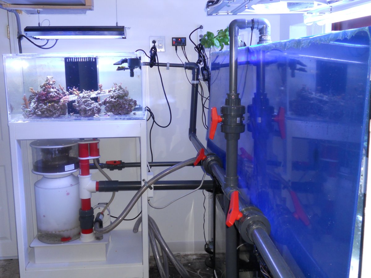 ReefJan2011 010.jpg