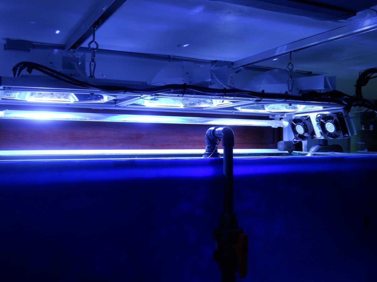 ReefJan2011 012.jpg