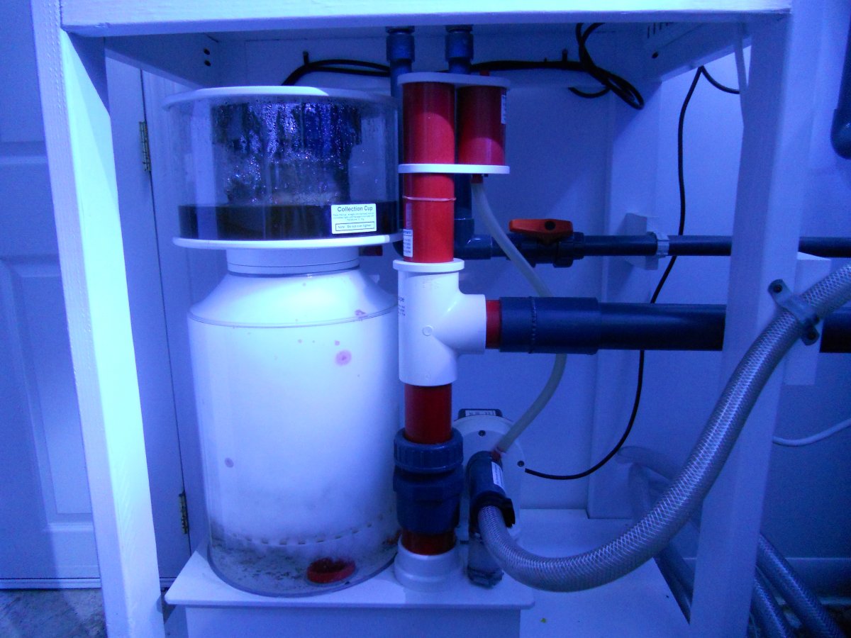 ReefJan2011 013.jpg