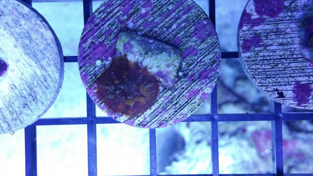 reefkoi bounce.jpg