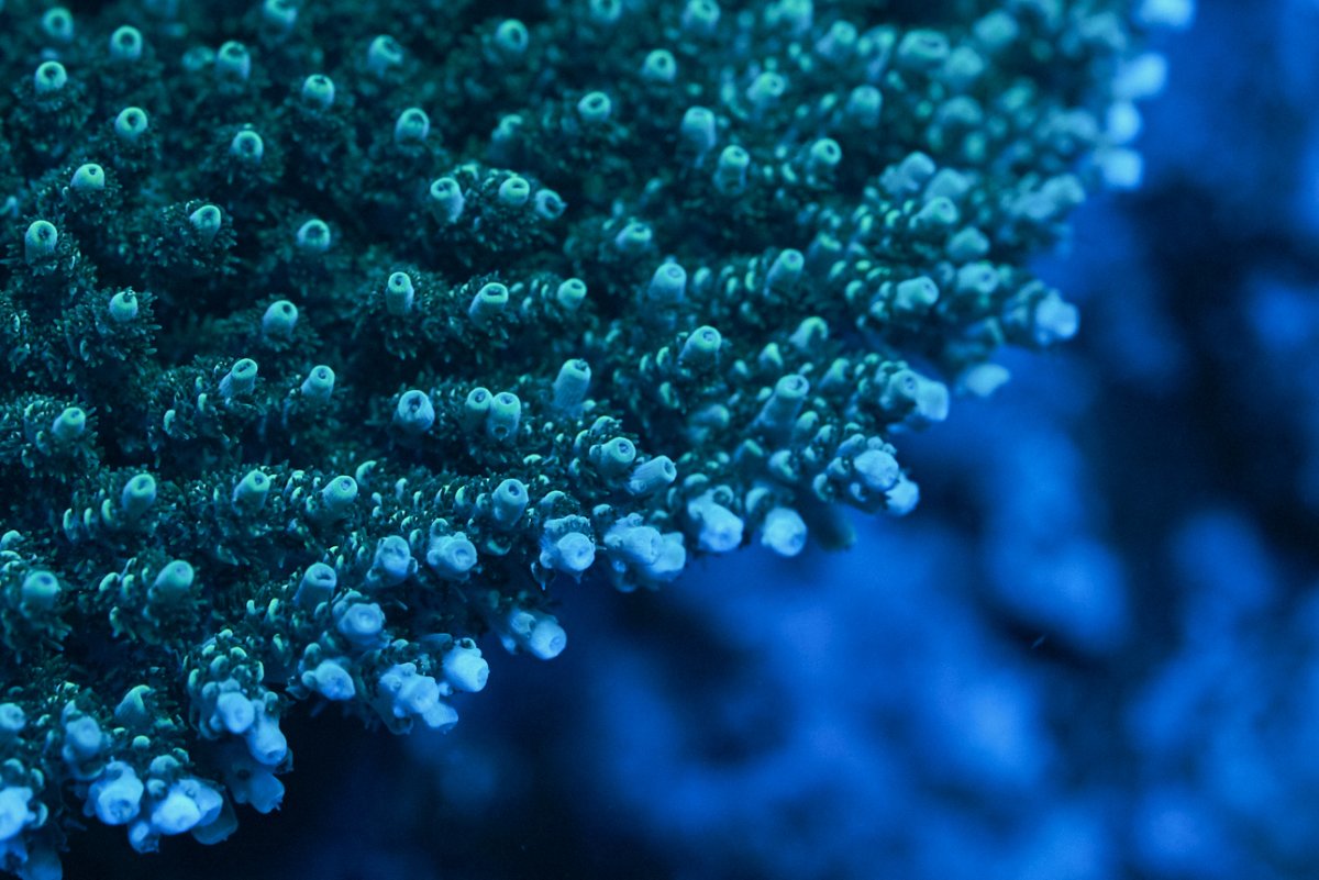 ReefMan-Coral-858.jpg