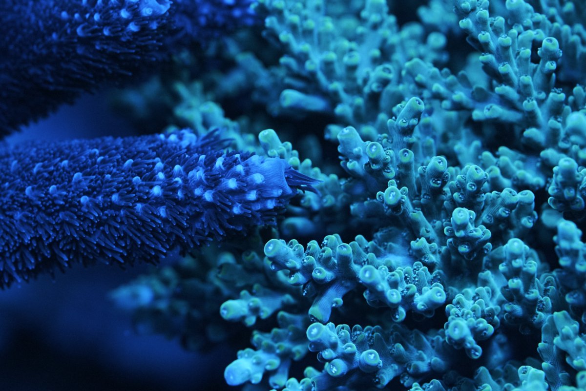ReefMan-Coral-859.jpg