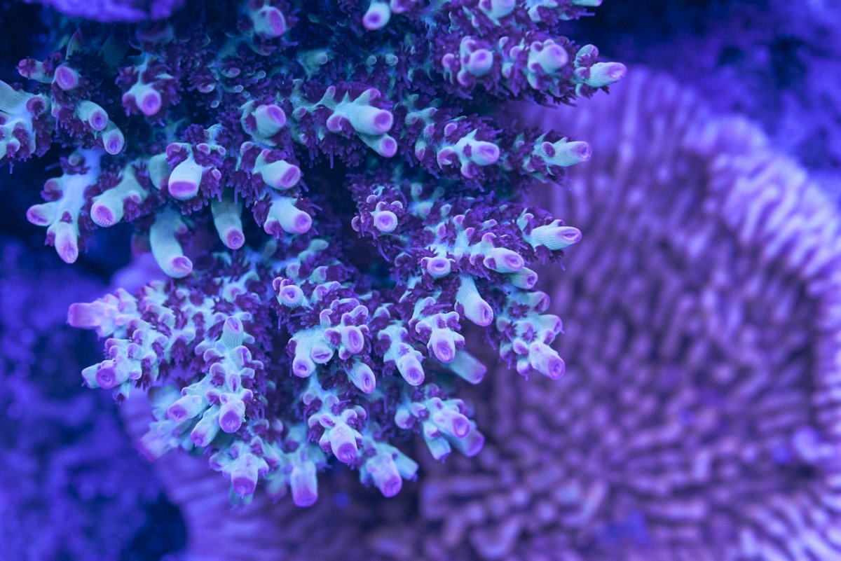 ReefMan-Coral-860.jpg