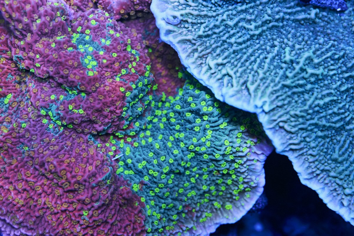 ReefMan-Coral-861.jpg