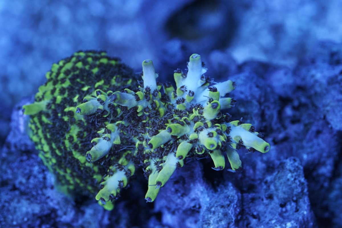 ReefMan-Coral-863.jpg