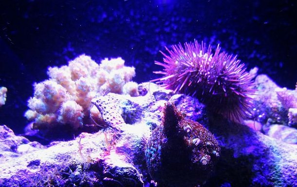 reefnow.jpg