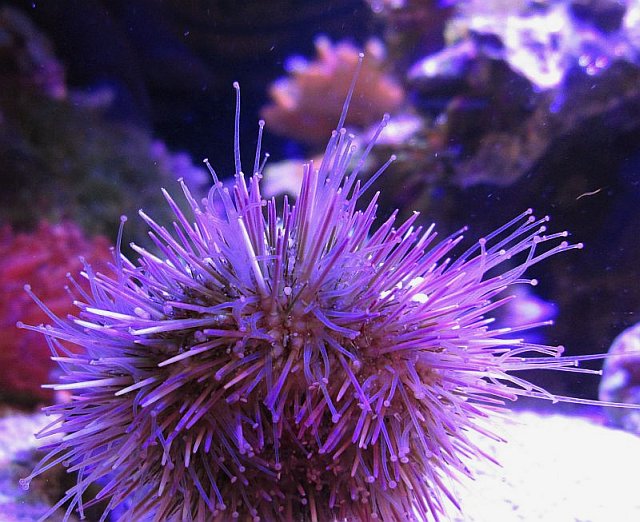 reefnow1.jpg