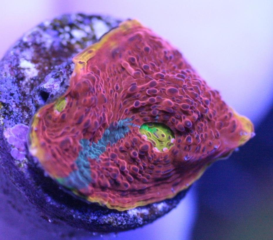 ReefRaft Dynamite2.jpg