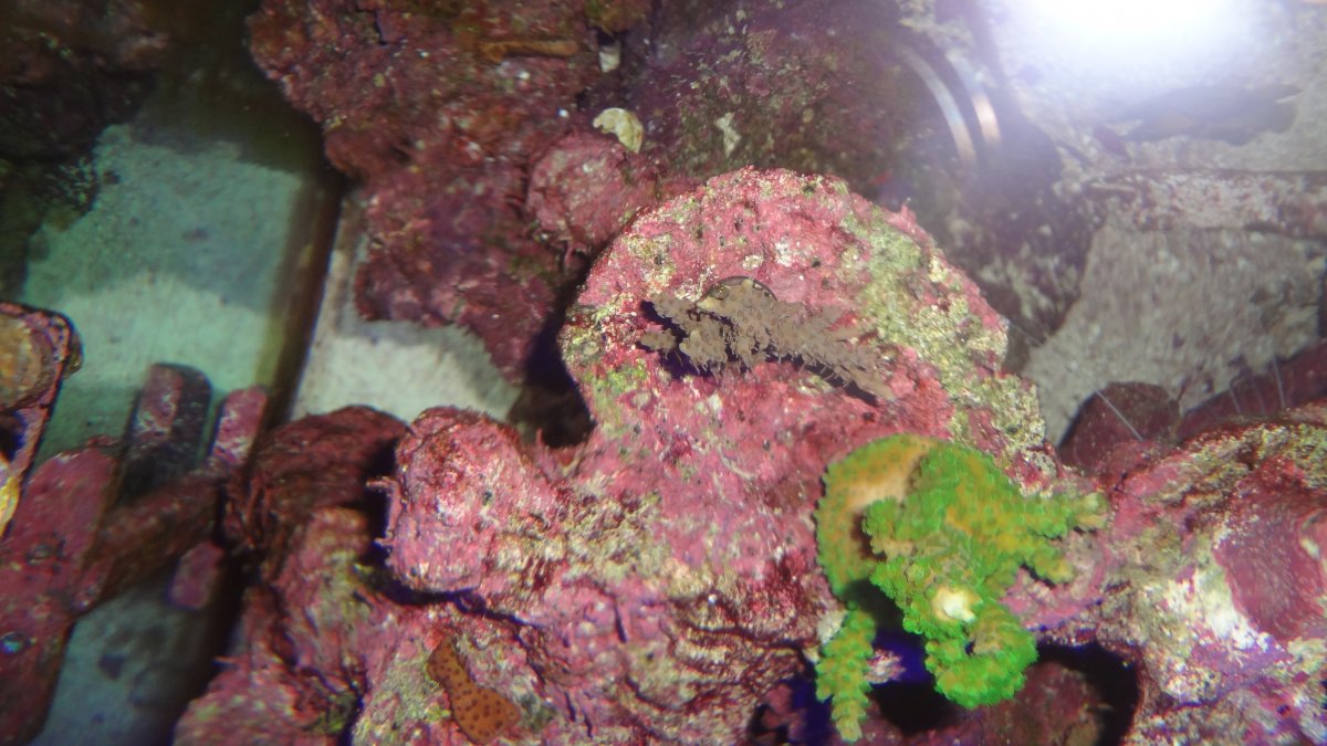 ReefRaft Wolverine.JPG