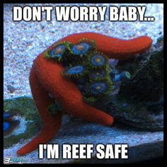 reefsafe.jpg