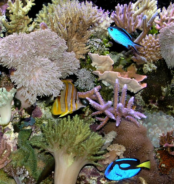 ReefScene002.jpg