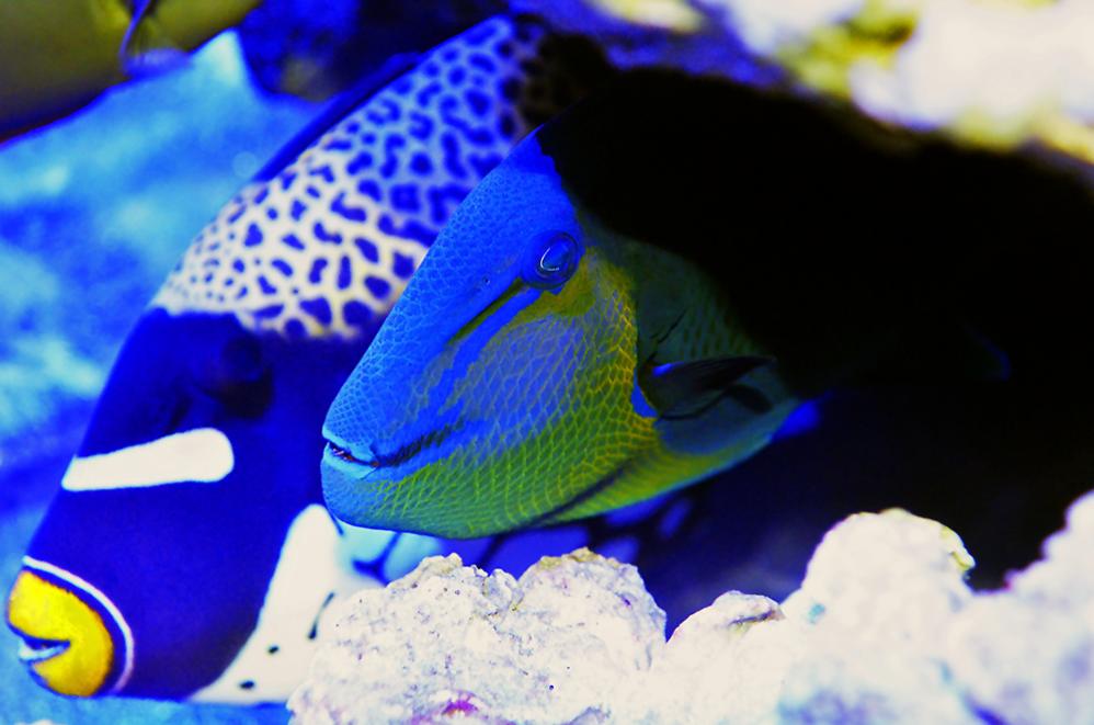 REEFST 182.jpg