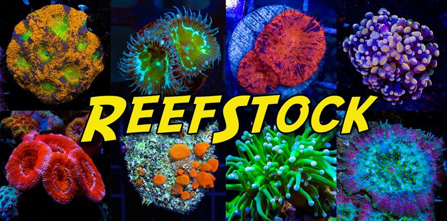 reefstock-frag-tiles-jpg.474374