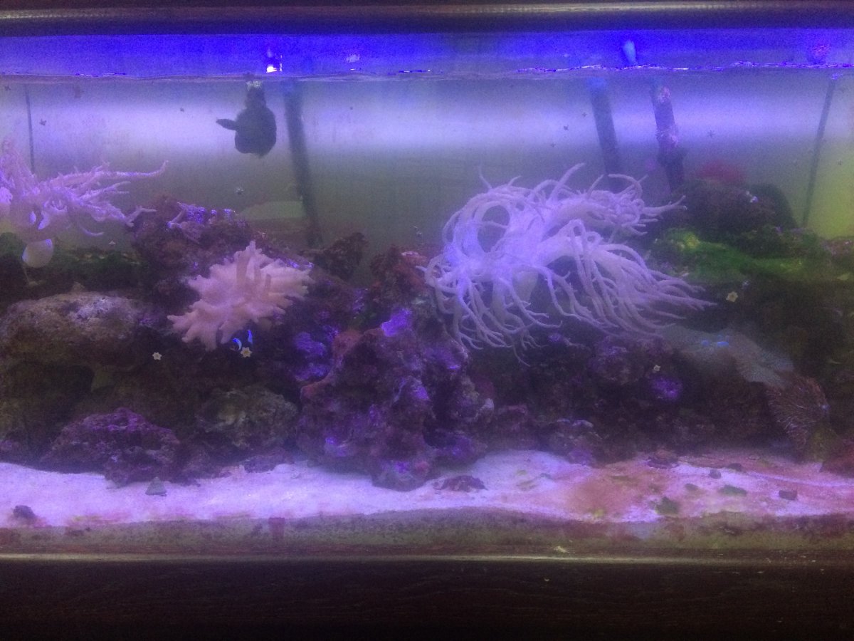 reeftank2.jpg