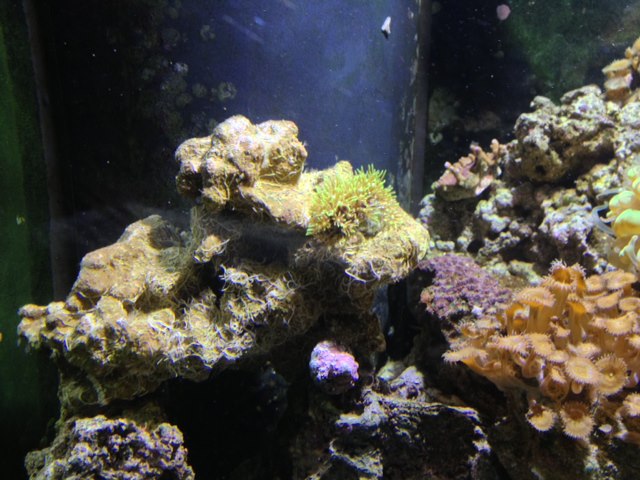 reeftank3.jpg