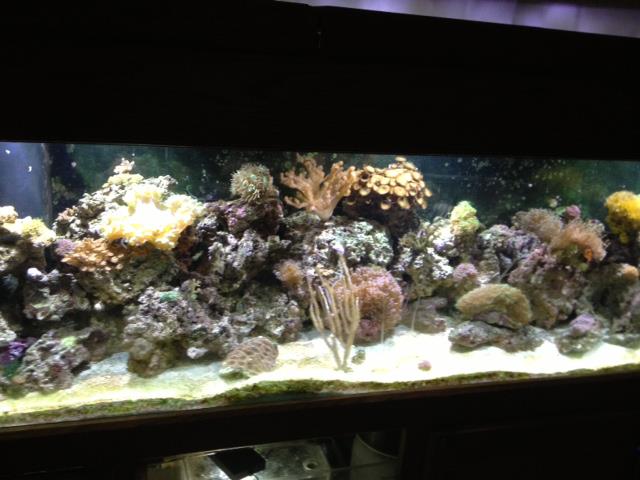 reeftank5.jpg