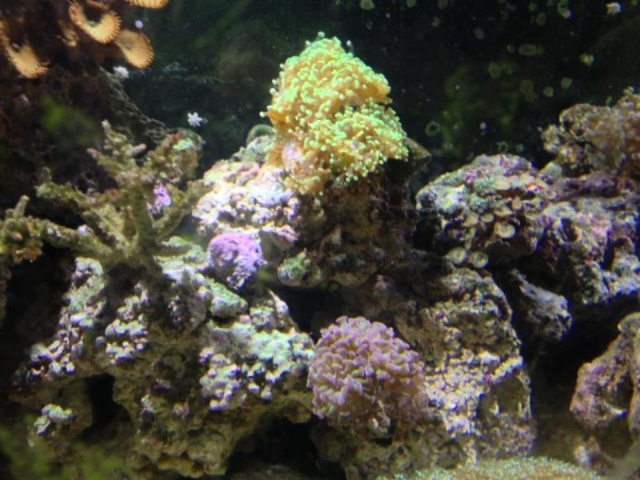 reeftank6.jpg
