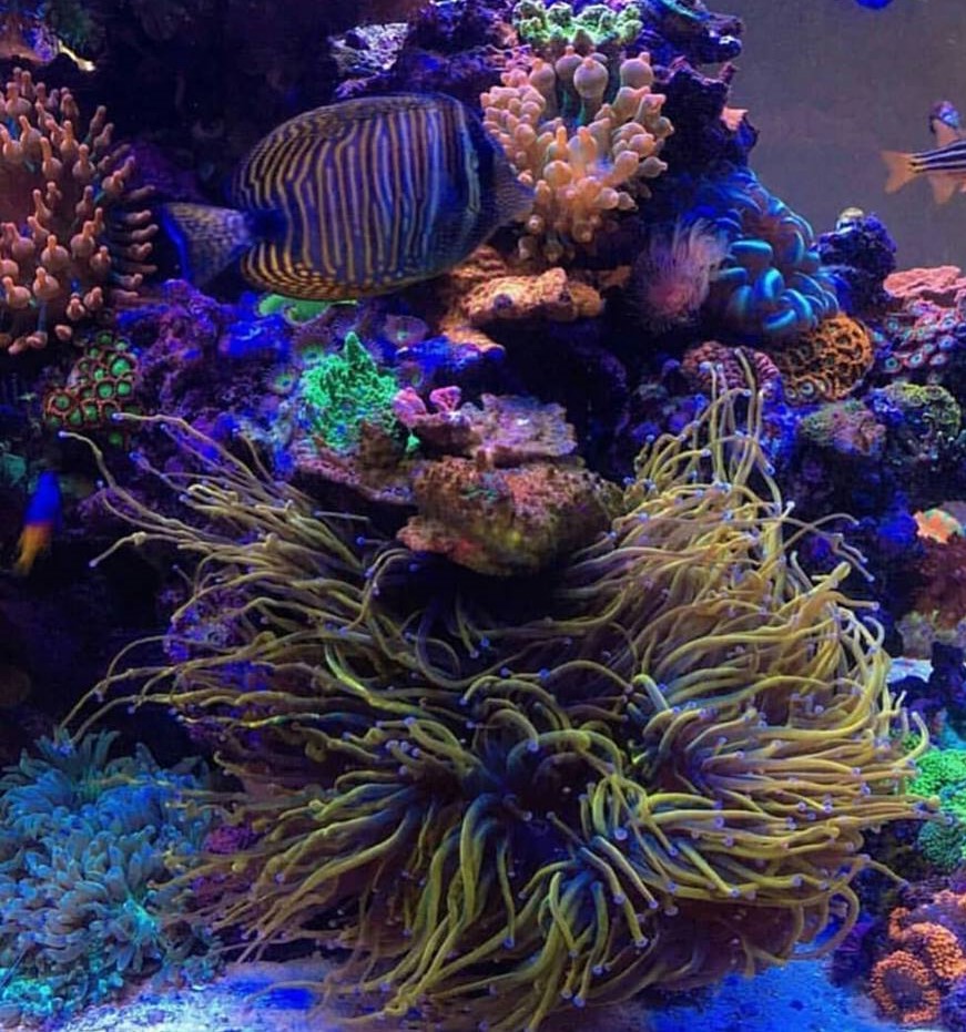 My anemones are not as colorful as these, what can I do to help them be ...