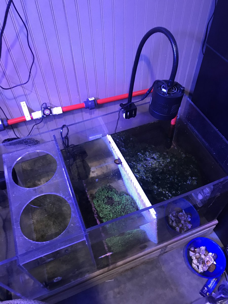 Refugium.jpg