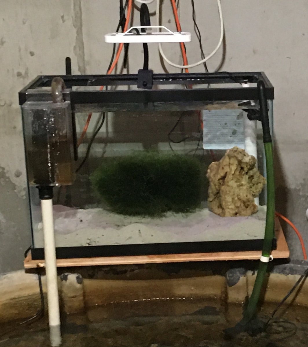 refugium.JPG
