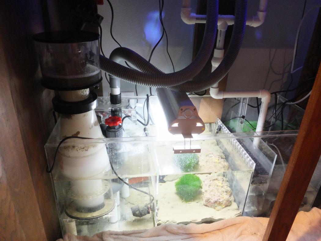 Refugium.jpg