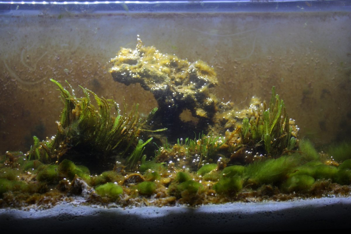 refugium.jpg