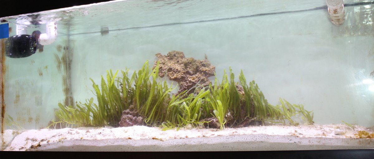 refugium.jpg