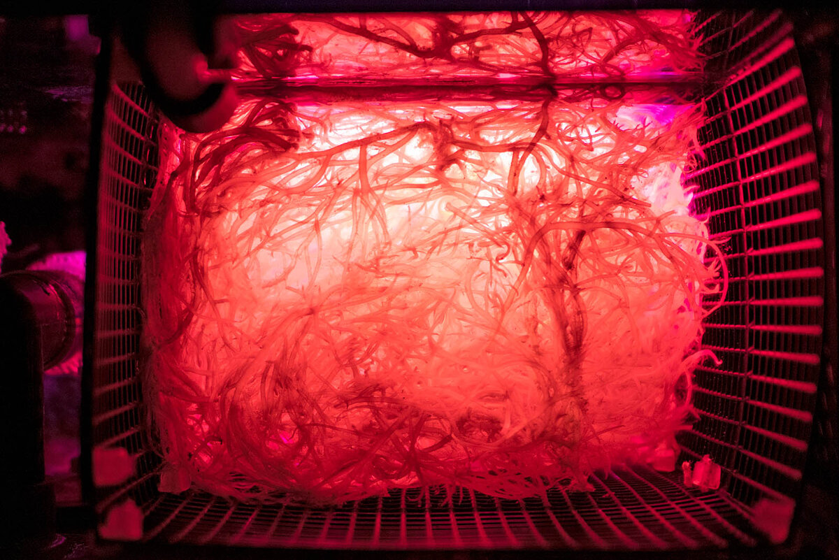 Refugium.jpg