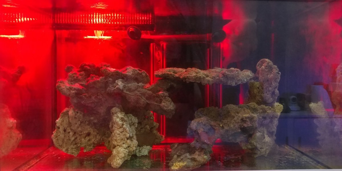 refugium.jpg