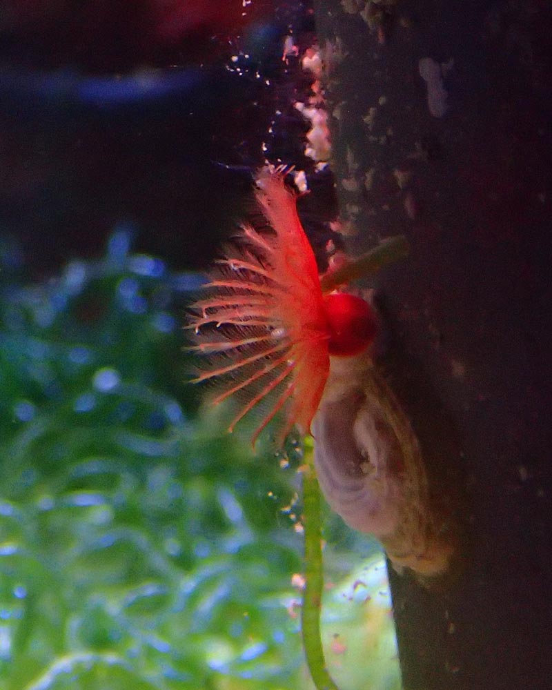 refugium..jpg