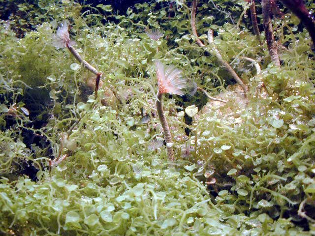 refugium1.jpg