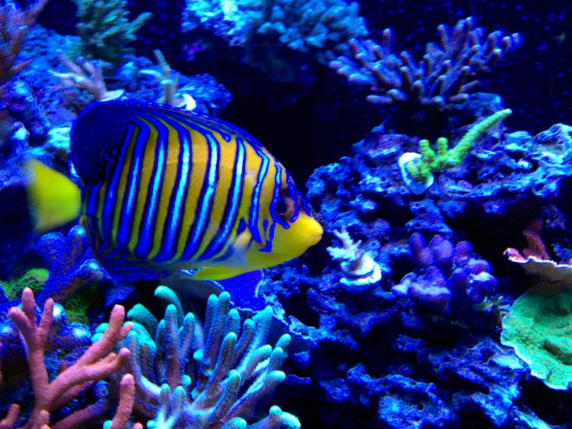 Regal Angelfish & Tomini Tang for Sale | Reef2Reef