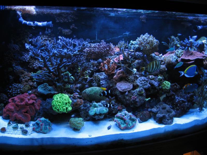 resized reef pic1.jpg